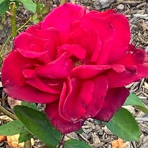 Meet your Posher, Connee